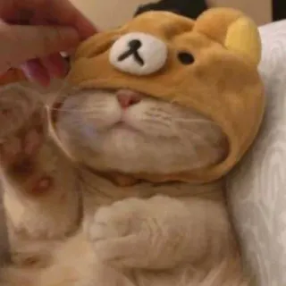 😺 gato, animal, Rilakkuma, fofo, chapéu whatsapp sticker
