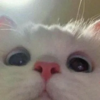 👀 Katze, Tier, weiß, süß telegram sticker