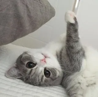 😊 猫, 子猫, 動物, ペット, かわいい whatsapp sticker