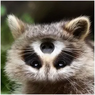 🙃 Waschbär, Tier, niedlich, Säugetier, Wildtier telegram sticker