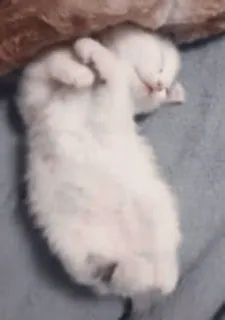 🙄 котёнок, кошка, спящий, животное, милый, домашнее животное, кошачий, питомец whatsapp sticker