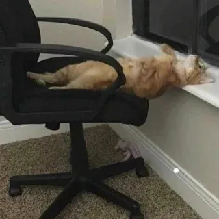 🥱 Katze, Tier, Haustier, Stuhl, Möbel, Fenster, schläfrig, gemütlich telegram sticker