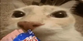 🍕 cat, funny, meme, animal, pet, eating telegram sticker