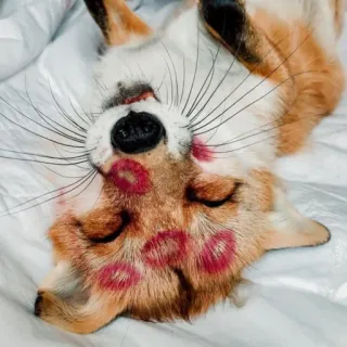 😚 raposa, animal, lábios, beijo, batom, fofo, cama, maquiagem telegram sticker