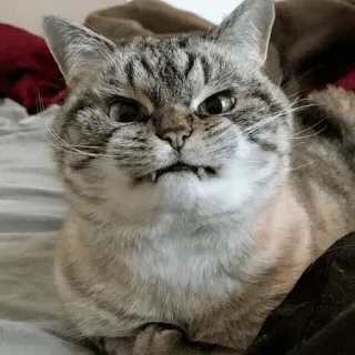 😡 mèo, tức giận, họ mèo, động vật, thú cưng, meme, gắt gỏng telegram sticker