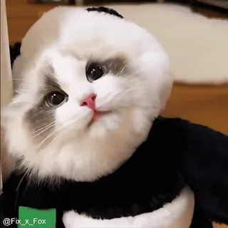 😋 @Fix_x_Fox 猫, 小猫, 熊猫, 可爱, 动物, 宠物 whatsapp sticker