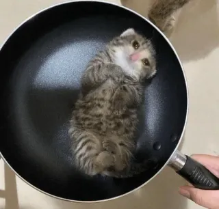 😩 子猫, 猫, フライパン, 動物, かわいい, 料理, 面白い telegram sticker