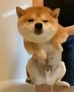 😁 pies, shiba inu, słodki, śmieszny, zwierzę, zwierzak telegram sticker