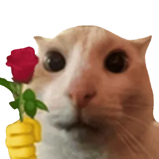 🌹