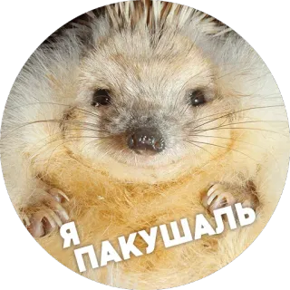 ☺️ Я ПАКУШАЛЬ hérisson, animal, mignon telegram sticker