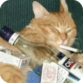 🐱 chat, cigarette, alcool, drôle, mème, animal telegram sticker