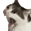 🐱