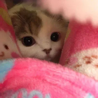 😧 猫, 子猫, かわいい, 動物, ペット, 毛布, ピンク whatsapp sticker