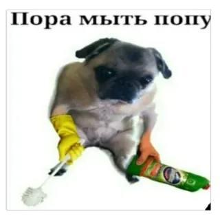 🐶 pug Пора мыть попу telegram sticker