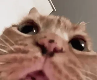 😧 chat, chat roux, drôle, mème, animal de compagnie, animal telegram sticker
