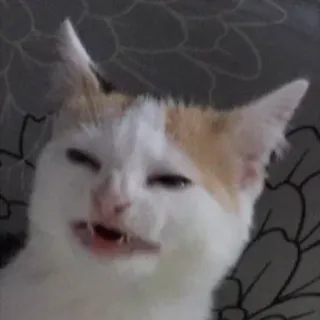 😒 cat, animal, meme, funny, pet, feline whatsapp sticker