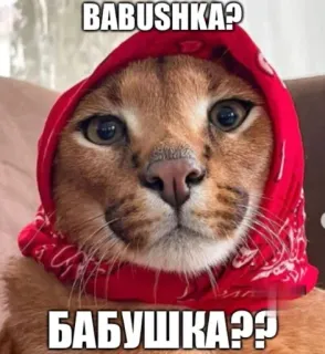 👵 BABUSHKA?
БАБУШКА?? cat, babushka, animal, russian, scarf telegram sticker