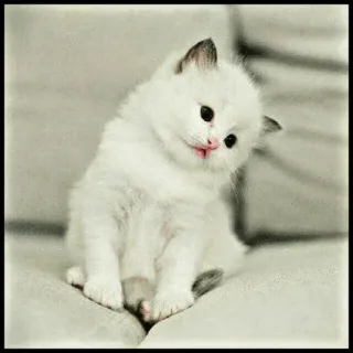 🐾 kätzchen, katze, süß, tier, weiß, hauskatze, katzenartig, entzückend telegram sticker