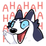 😂 HAHAHA chó, husky, cười, hài hước, hoạt hình, động vật telegram sticker