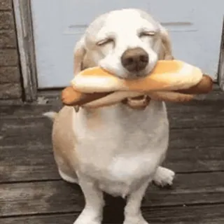 🌭 perro, perrito caliente, comida, animal, lindo telegram sticker