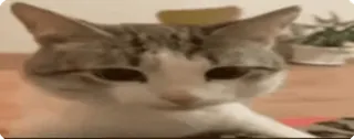 🤦‍♂ kucing, hewan peliharaan, hewan, felin, kucing domestik telegram sticker