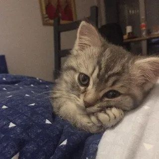 🌙 gattino, gatto, animale, carino, animale domestico, domestico telegram sticker