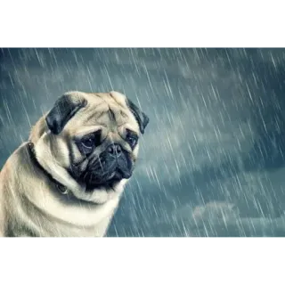 👅 pug, dog, rain, sad, moody, puppy, pet, gloomy, animal telegram sticker