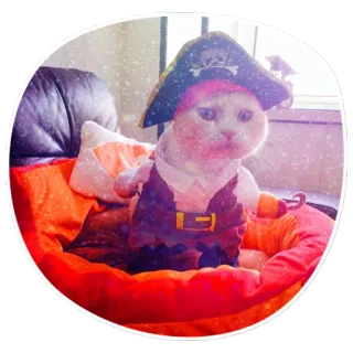 😐 cat, pirate, animal, pet, cute telegram sticker
