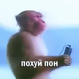 🎧 похуй пон macaco, engraçado, animal, meme, piada whatsapp sticker