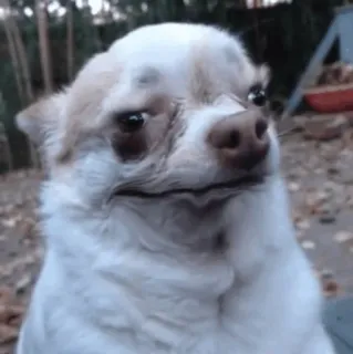 😐 dog, chihuahua, animal, pet, meme, funny telegram sticker