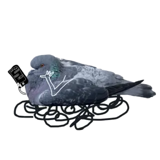 😴 비둘기, 새, 밈, 동물, 웃긴, 농담 telegram sticker