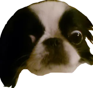 😳 dog, Boston Terrier, pet, animal, cute telegram sticker
