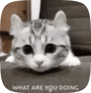 👋 WHAT ARE YOU DOING kat, kitten, schattig, vraag, nieuwsgierig telegram sticker