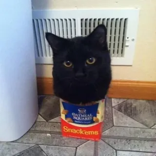 🐱 Snack'ems gato, gato negro, cuadrados de avena, Snack'ems, caja, animal, mascota telegram sticker