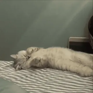 🌟 gato, durmiendo, lindo, mascota, felino, animal whatsapp sticker