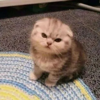 😠 кошка, котёнок, милый, животное, домашнее животное telegram sticker