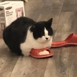 🥸 猫, 靴, ペット, 動物, タキシード猫 telegram sticker
