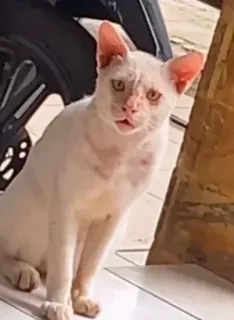😥 猫, 白猫, 動物, ペット telegram sticker