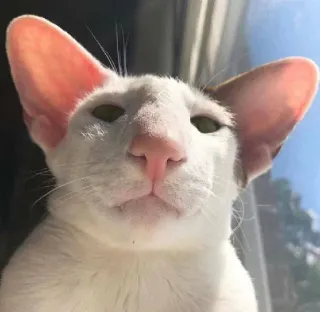 😑 gatto, animale, animale domestico, carino, divertente telegram sticker