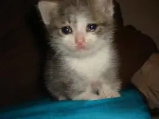😢 kitten, cat, sad, cute, pet, animal telegram sticker