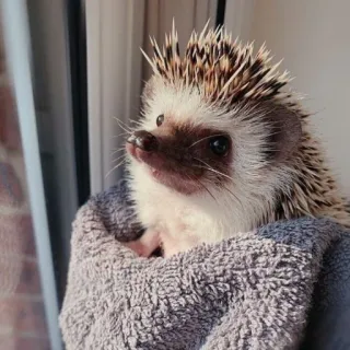 🦔 riccio, carino, animale, animale domestico, ritratto whatsapp sticker