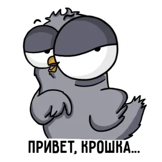 😎 ПРИВЕТ, КРОШКА... Oiseau cartoon, Salutation, Mignon, Pigeon, Russe, Bonjour telegram sticker