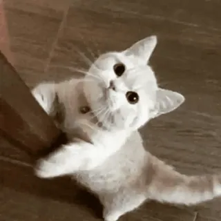 🐈 고양이, 귀여운, 새끼 고양이, 동물, 애완 동물, 등반 whatsapp sticker