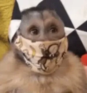 🙈 monkey, mask, animal, funny telegram sticker