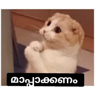 😒 മാപ്പാക്കണം kat, schattig, verontschuldigend, smeekbede, dier telegram sticker