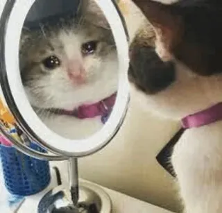 😩 猫, 鏡, 悲しい, 子猫, 反射 telegram sticker
