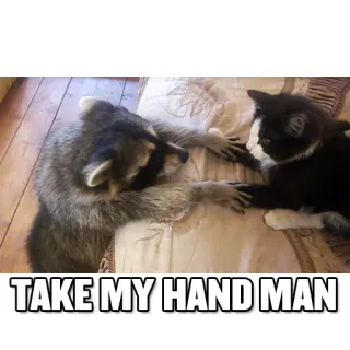 🙋 TAKE MY HAND MAN mapache, gato, animales, amistad, meme telegram sticker
