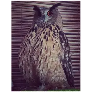 🙂 owl, bird, animal, nature, wildlife, predator, bird of prey telegram sticker