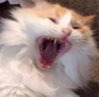 😼 cat, yawning, fluffy, animal, pet, domestic cat telegram sticker