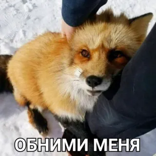 👉 ОБНИМИ МЕНЯ raposa, animal, fofo, abraço, inverno, neve telegram sticker